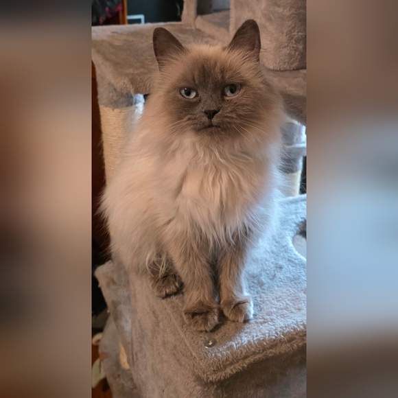 Meet your Posher, Nacho - Picture 5 of 6